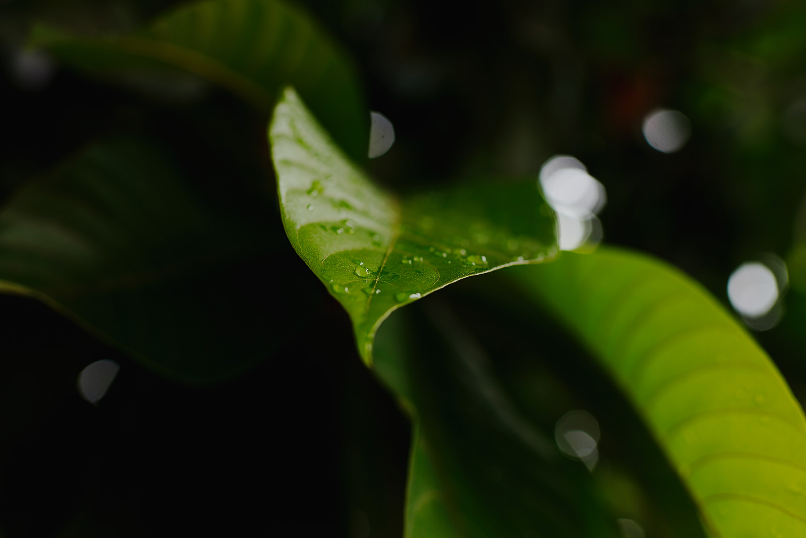 Boda de destino charra